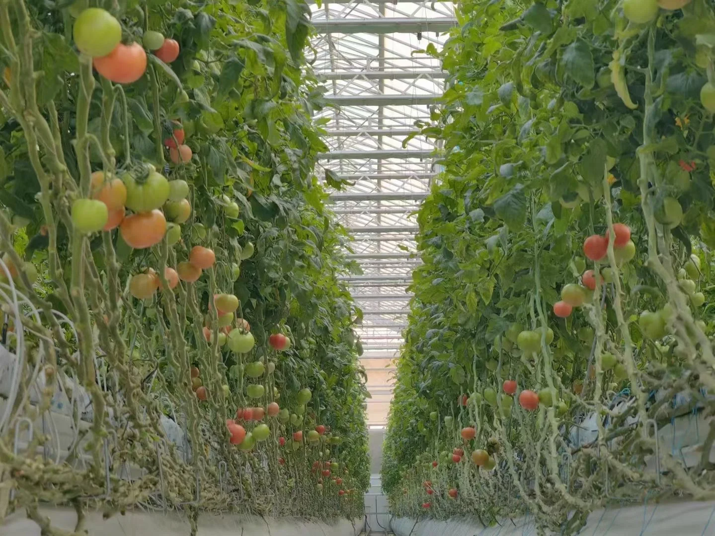 Custom Multi Tier Indoor Cultivation Plant Led Grow System Movable Rolling Vertical Farming Mobile Grow Rack System