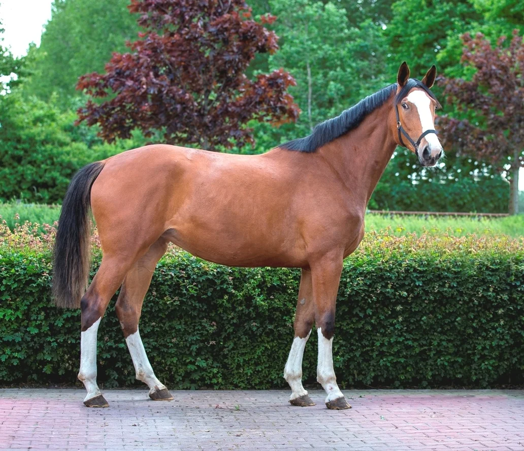 Custom Goat Rope Cattle Halters Breakaway Calf Horsemanship Nylon Horse Halters