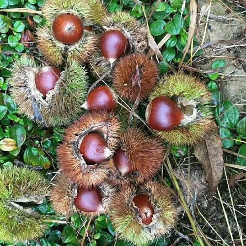 Коллекция 2020, Свежие каштаны прямо из оригинальной фермы Fujian Hills, китайское органическое культивирование каштана из Китая; FUJ 5 кг сырья