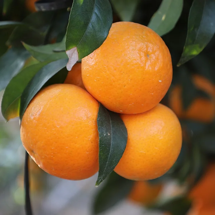 
Most Popular High Quality Fresh Orange Fruit Natural Bulk Fresh Fruit 