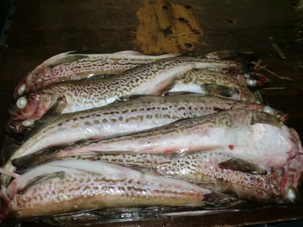 Fresh frozen seafood prices frozen mackerel fish made in Japan