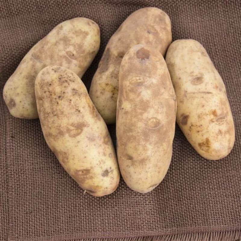 
Mexico Grown Vegetables POTATO WHITE Potatoes Robinson Fresh MOQ 50 LBS Quick Delivery in US 