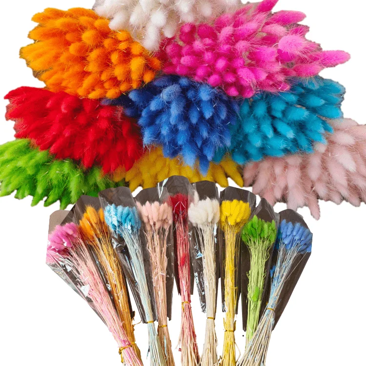 One bundle of 55 branches  Dried bunny tails Home decoration  Dried flower bouquet  Dried Lagurus Ovatus  plants flower