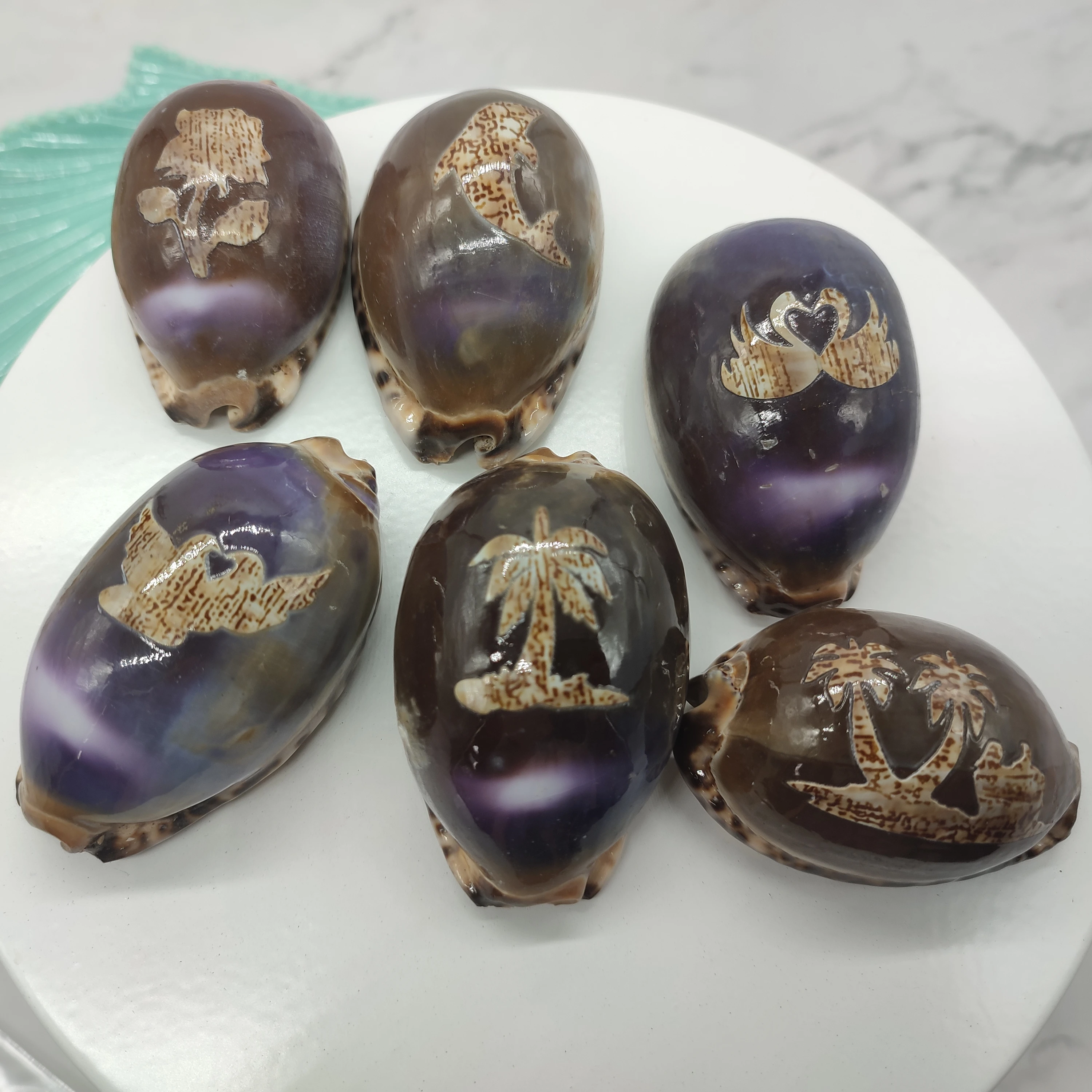 Natural Large Cowrie Seashell With Ocean Style Carving