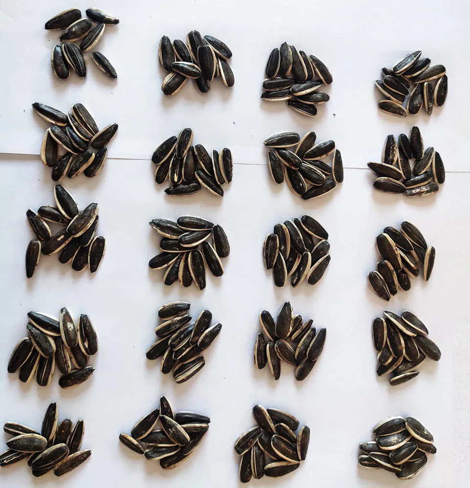 Roasted 5009 sunflower seed