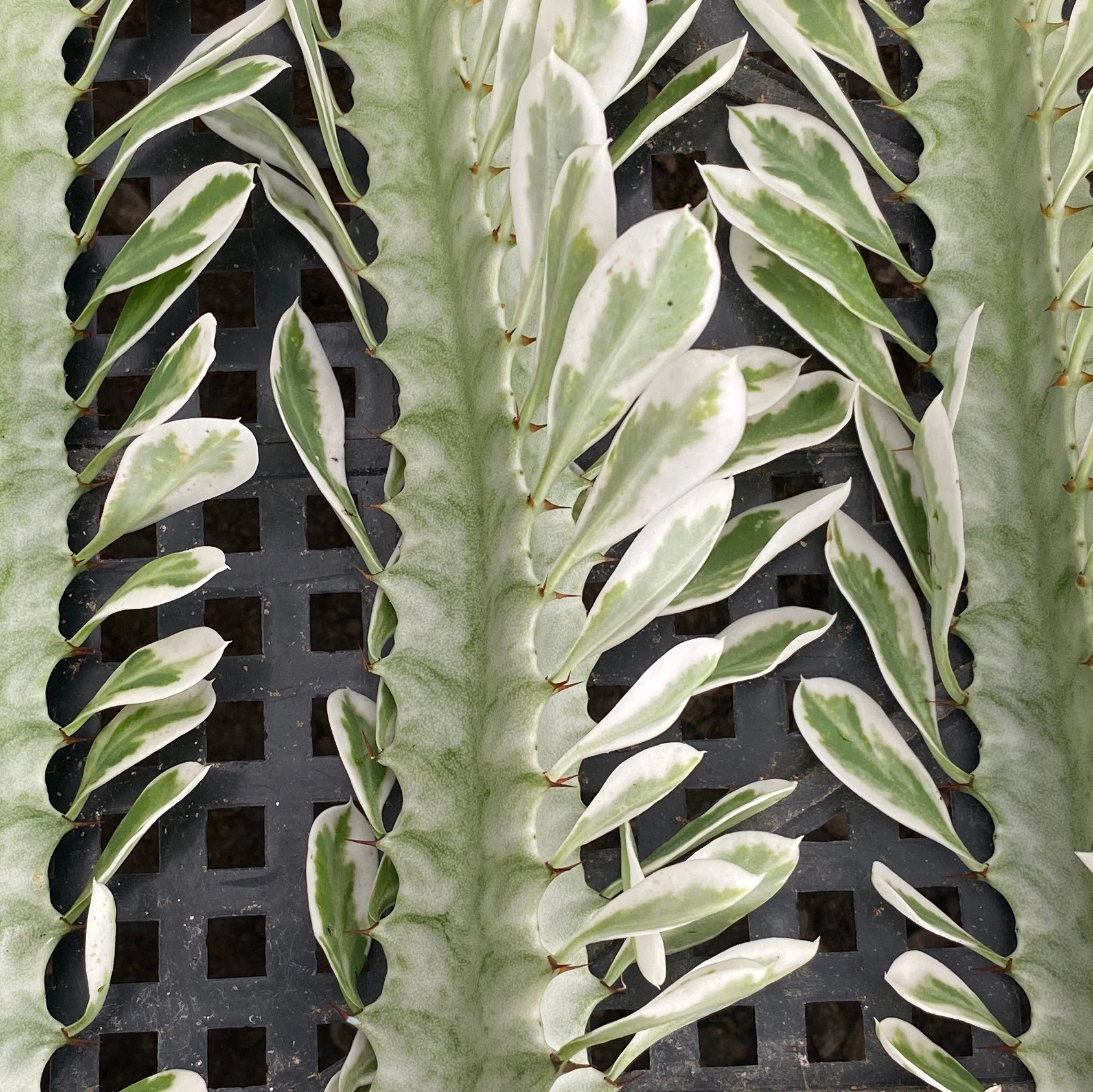 
Wholesale indoor live bead plant cactus 