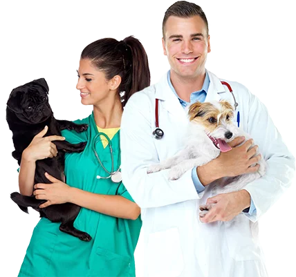 Best sale veterinary laser portable medical equipment for horse