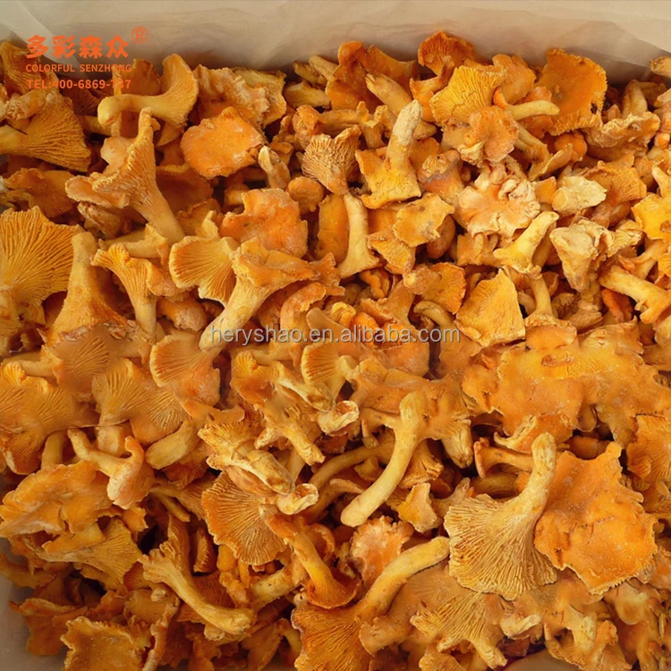 Low Prices Mushrooms Chanterelle Wild Frozen Cantharellus cibarius Fr Pleurotus Citrinopileatus Golden yellow Golden mushrooms