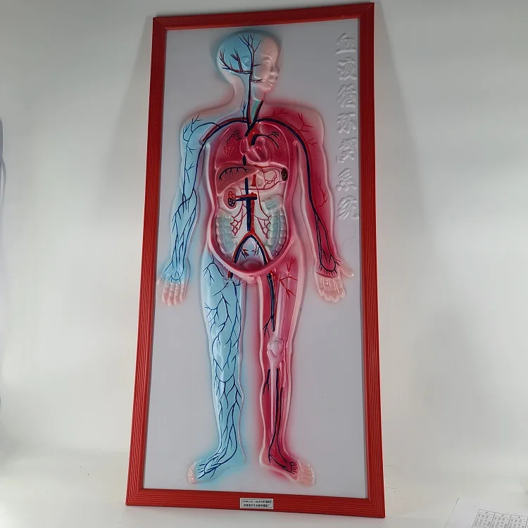 Biology medical blood circulation system embossed model