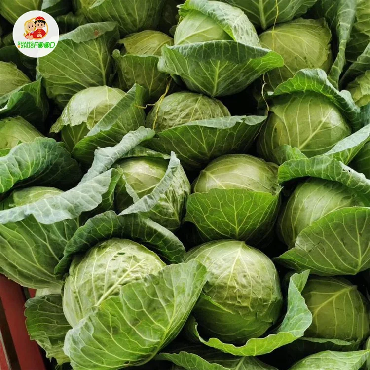 
Natural high quality Fresh green cabbage cabbage fresh export standard 