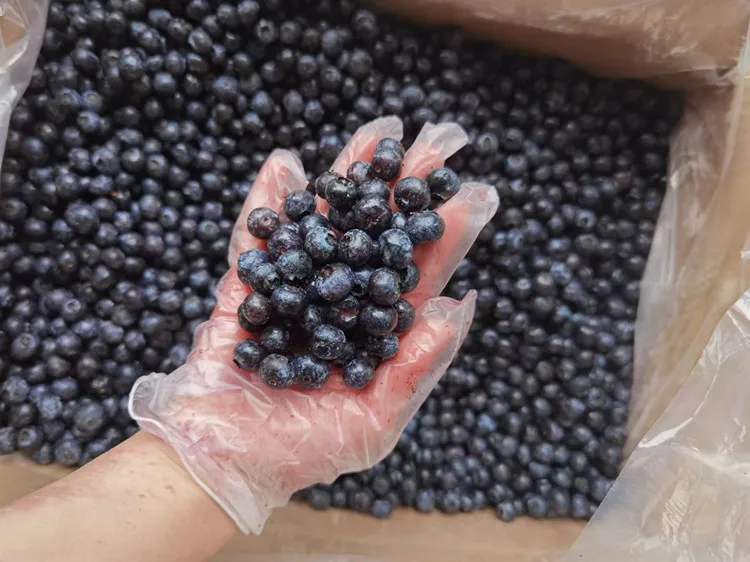 Organic IQF Frozen Blueberries Sweet Taste Best Price Good Quality Bulk and Vacuum Pack for Wholesales