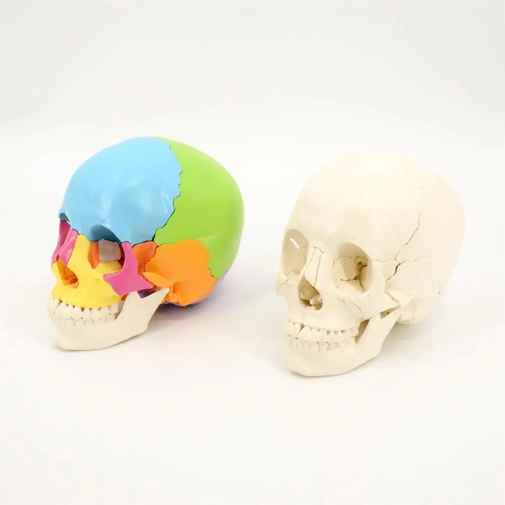  Lifesize ПВХ белый цвет версия 22 части модель человеческого черепа для
