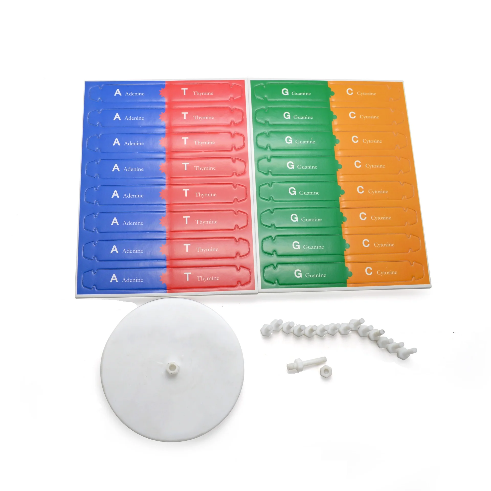 DNA puzzle toy kids learning educational set