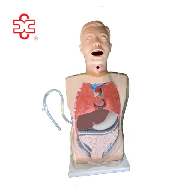 Transparent Gastric Lavage Model