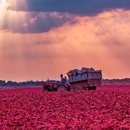 High quality Chinese chili peppers red color good taste Chaotian pepper chili powder segments hot chili