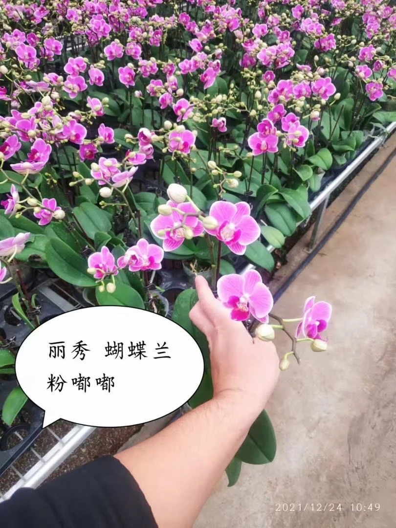 Indoor home decoration flower green plant