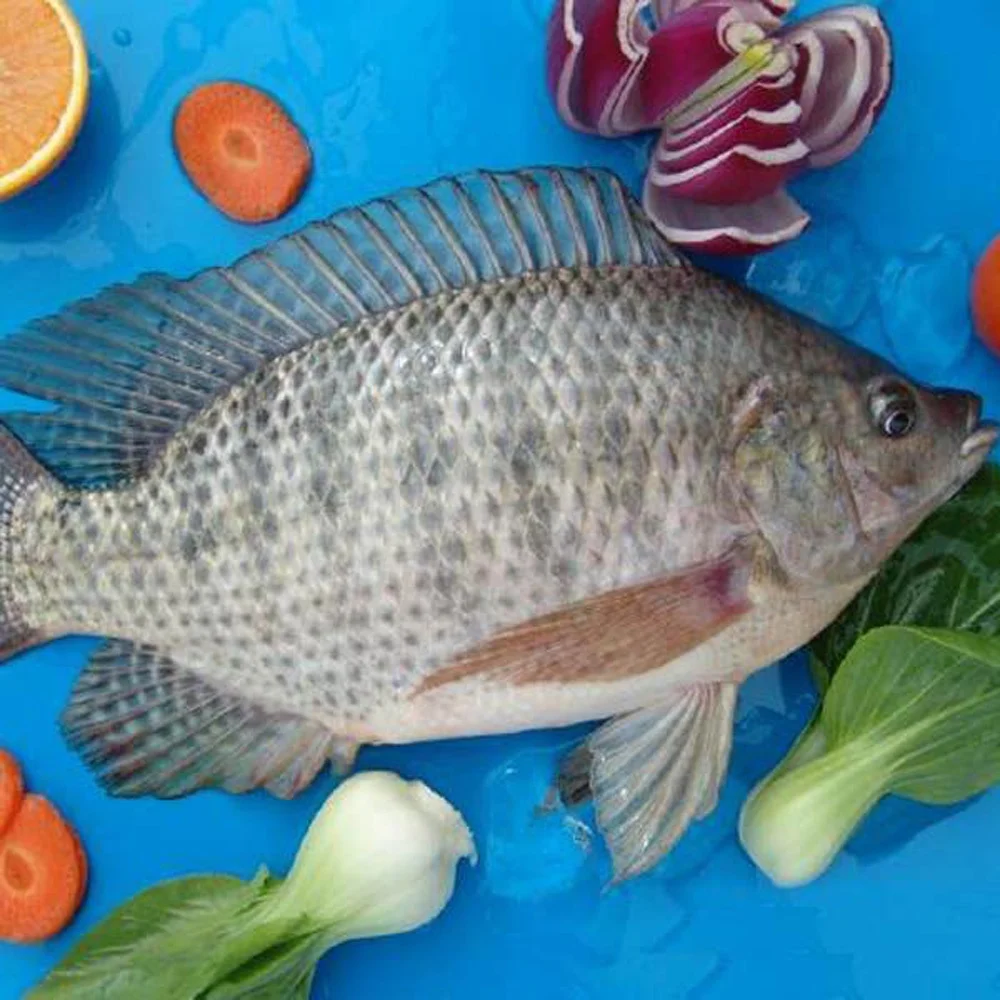 
IWP Frozen Black Tilapia Fish For Sell 