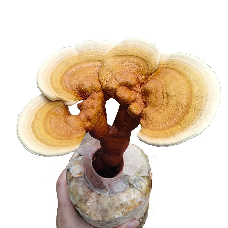 
2021 Hot Selling Good Price Ganoderma Lucidum Bag Cultivated Fresh Ganoderma Lucidum 