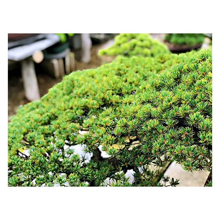 
Japanese high quality original bonsai trees real plants for home and garden 