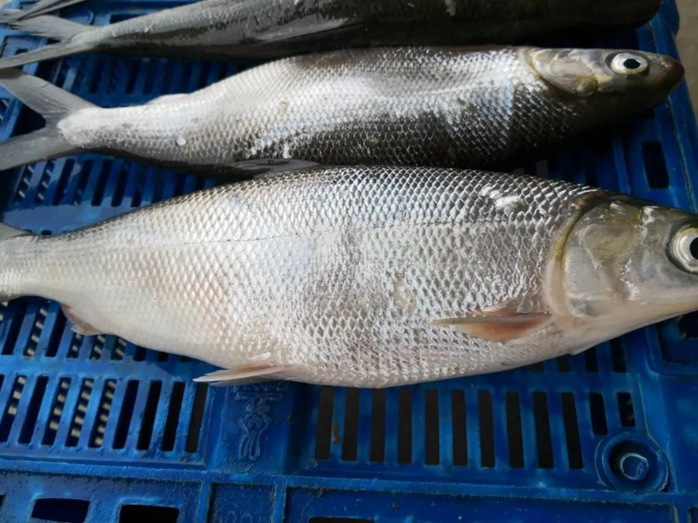Frozen Milk Fish Good Sale from Indonesia