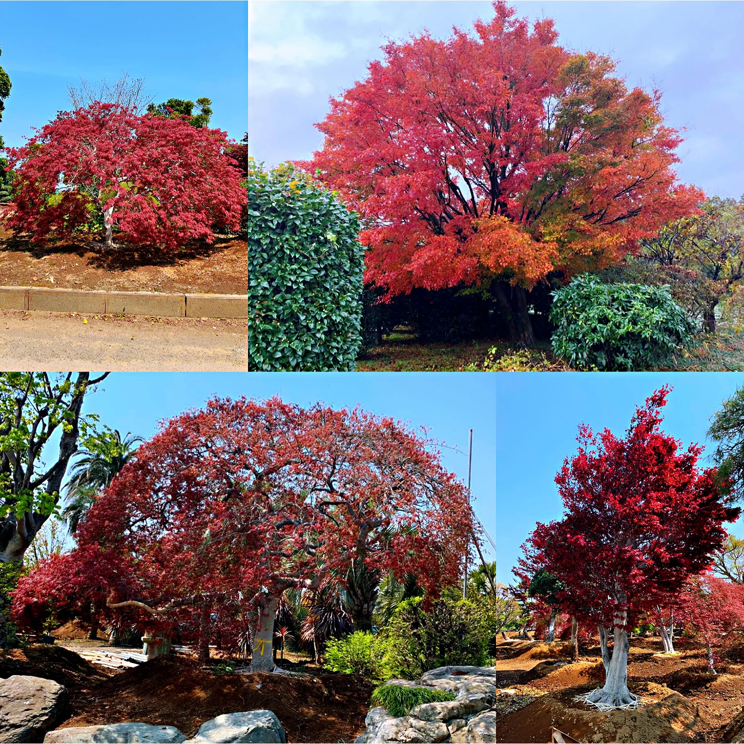 Japanese Various Green Pine Maple Plants Outdoor Bonsai In Stock