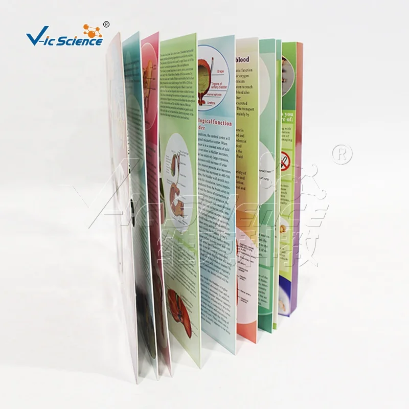Skeleton structure chart in the human body encyclopedia human body model science set puzzle toy