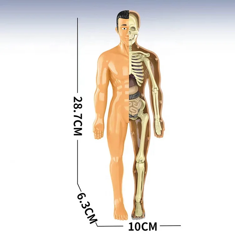 Jigsaw Puzzle Model Toy Science Kit Medica Anatomical Model Body Anatomy Early Education DIY Assembly Human Body Organ Model
