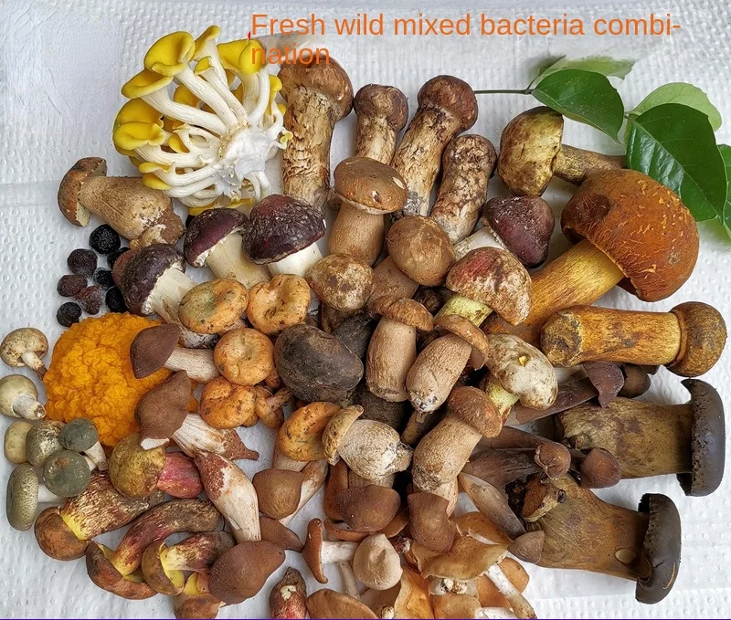 Dry wild mushroom combination 10 kinds of wild truffle beef liver matsutake chicken fir lamb belly