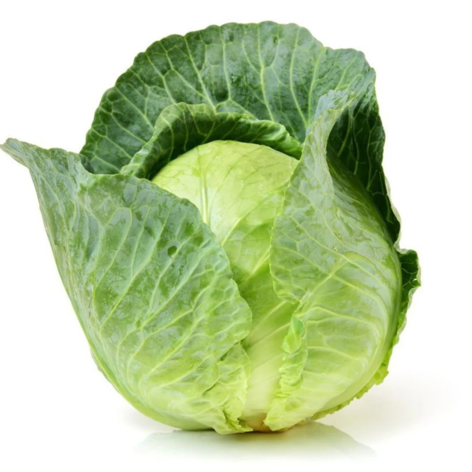 Wholesale High Quality New Crop Fresh Healthy Organic Cabbage