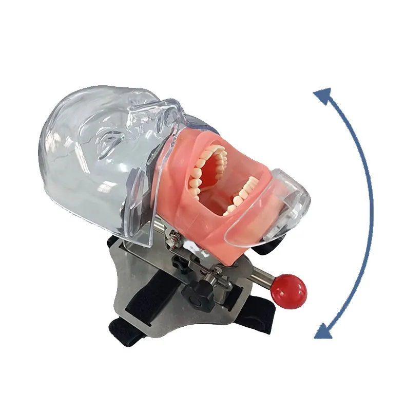 Dental simulation simple head unit ,dental phantom head
