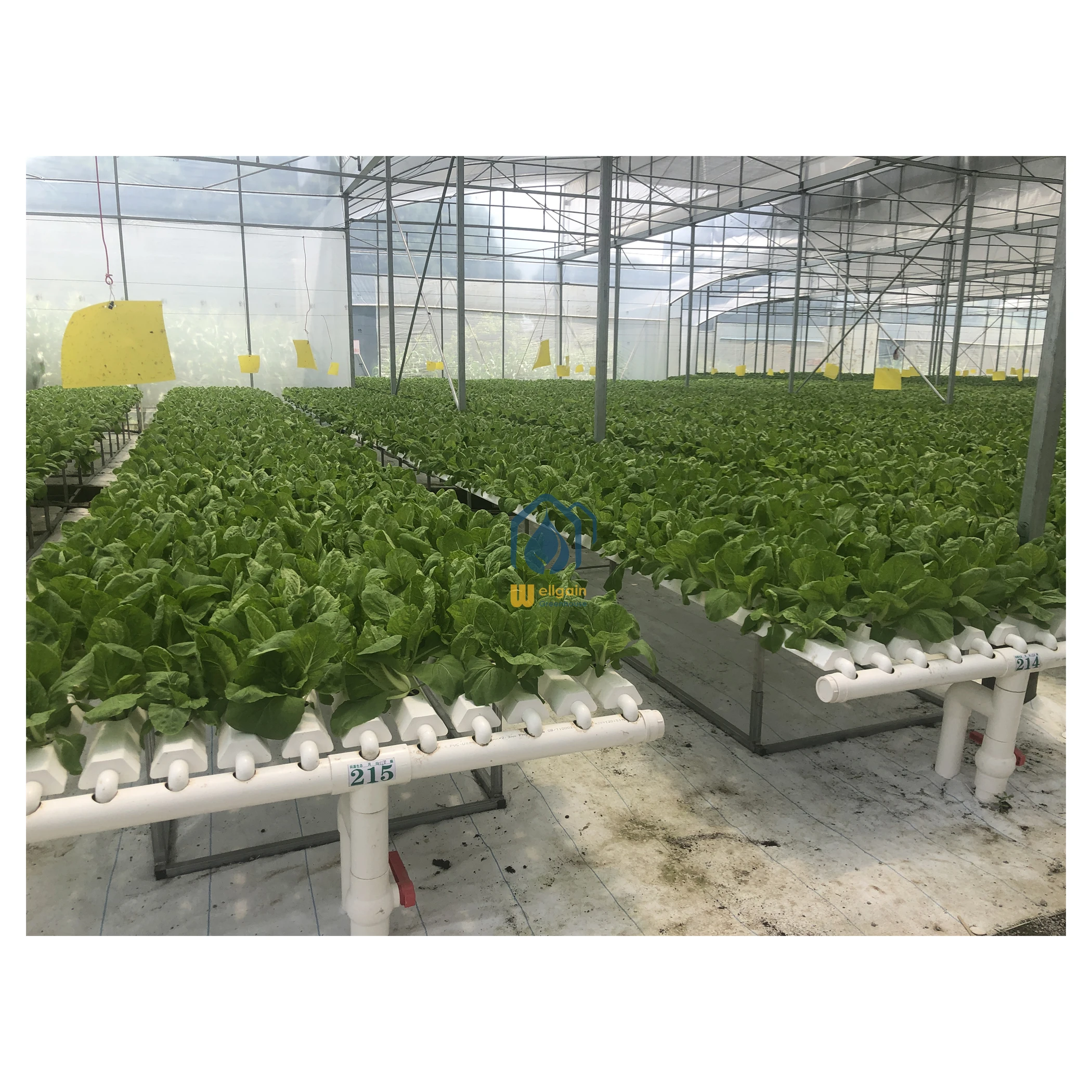 nft hydroponic agriculture greenhouse