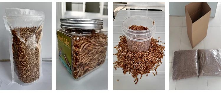 Best quality larvae black soldier fly larvae for fish bird snack food