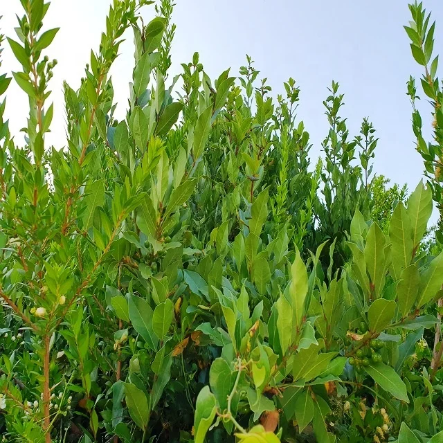 Laurel Berry Oil from Turkey 100 % Pure