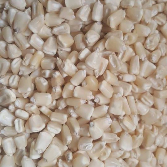 QUALITY NON GMO WHITE MAIZE