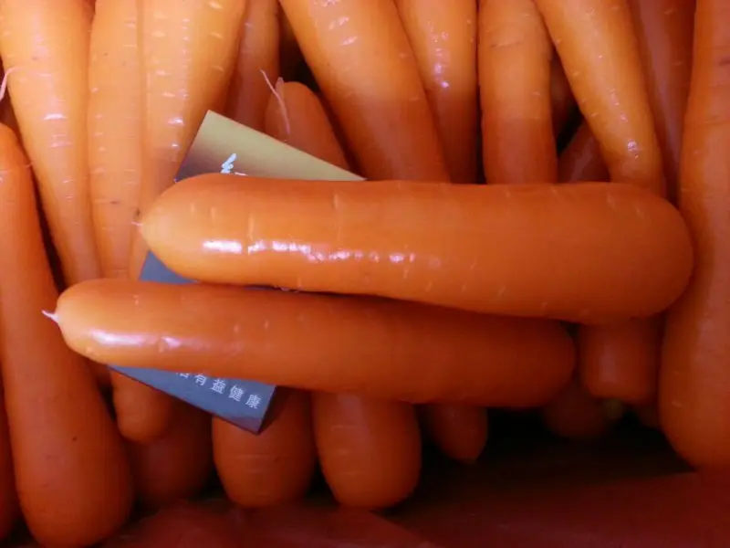 Factory Price New Crop Top Quality Low Price Fresh Carrots