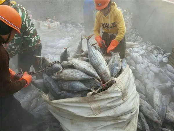 Best price Seafood Frozen Whole Round Bonito Tuna Fish Skipjack