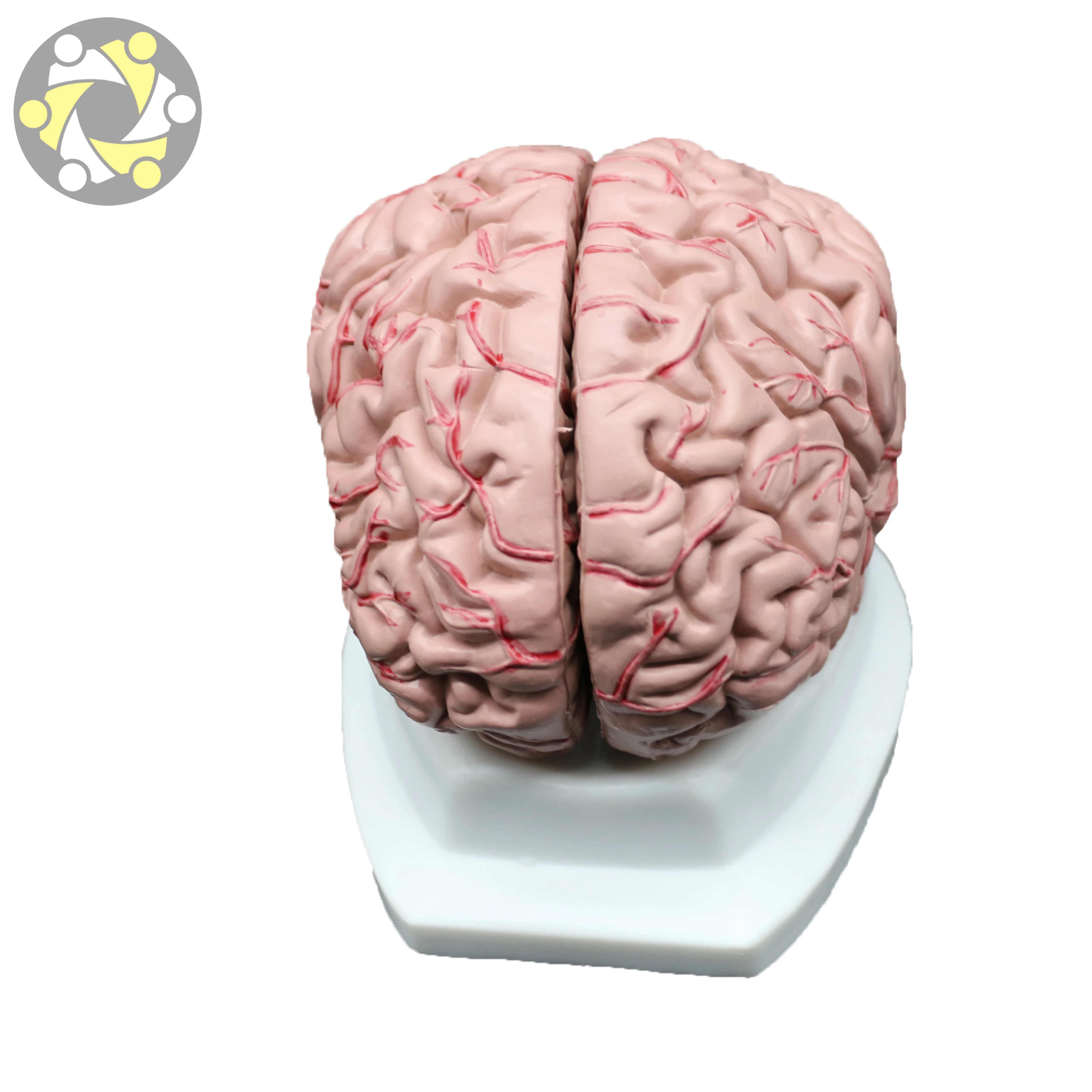 Plastic Medical Science brain model of 8 parts Medical Teaching Anatomical Model Human Brain Model
