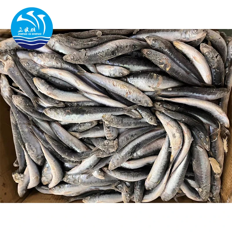 Sardine Fish can Frozen Sardines Manufactures BQF Whole Round Sardine Fish