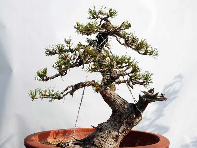 Оптовая продажа натуральных растений Pinus thunbergii Из Черной