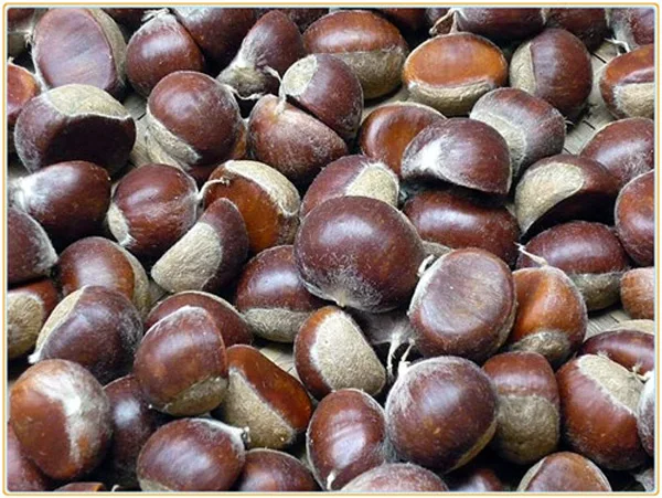 fresh chestnuts-1.jpg