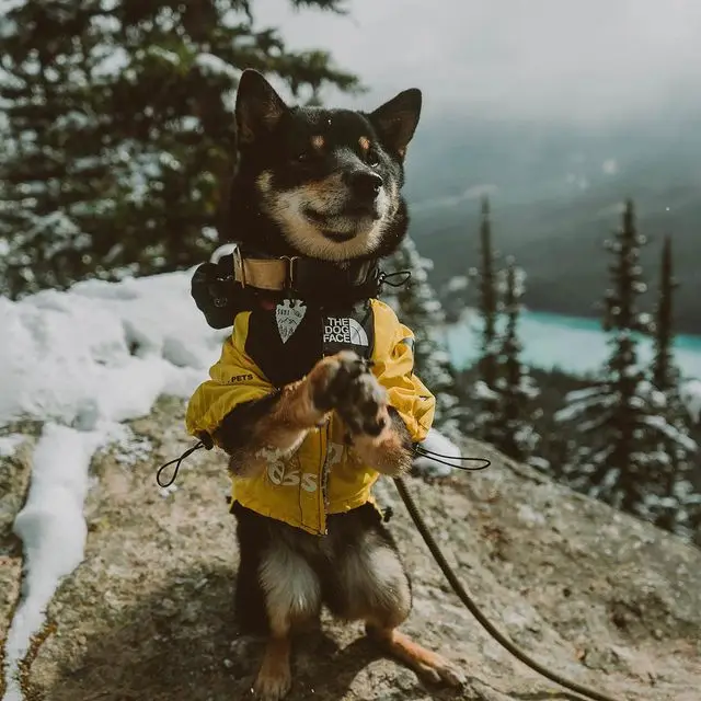 Wholesale Luxury S-5XL Large Dog Winter Clothes Down The Dog Face Jacket Coat Pet Puppy Fur Collar Hooded Dog Parka