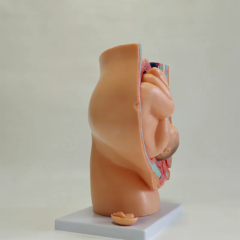 Nine-month fetal model with pregnancy in pelvis Childbirth model