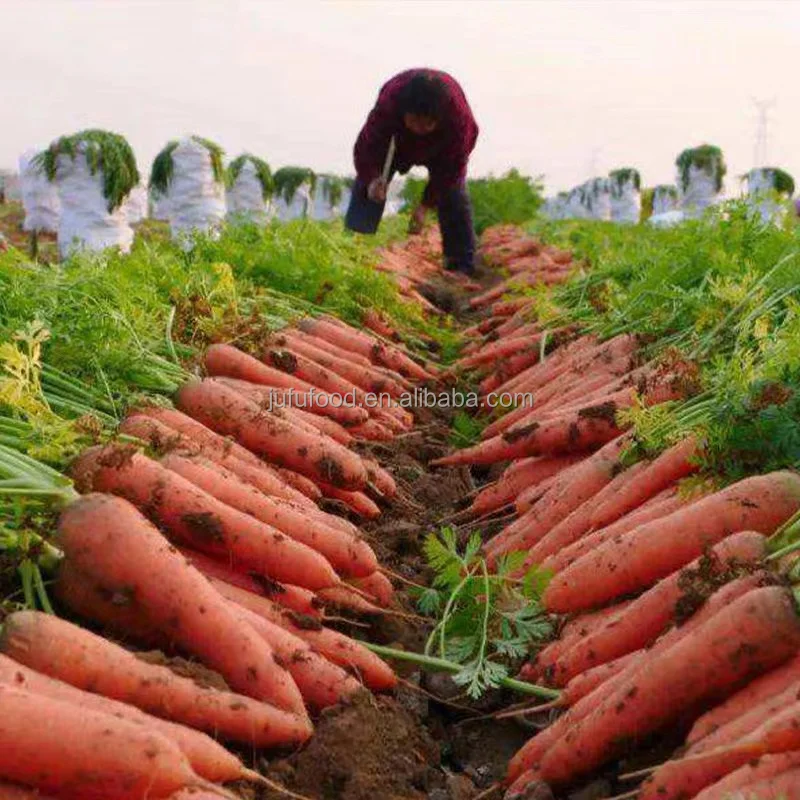 2024 new crop carrot is packing fresh carrot
