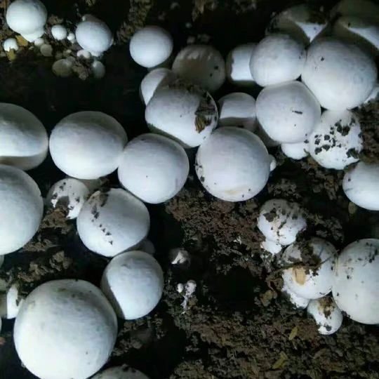 
Agriculture greenhouse white mushroom cultivated compost 