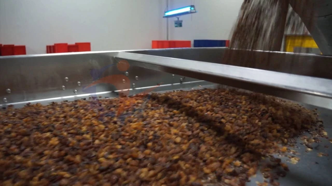 Industry raisin drying machine onion dryer with factory price