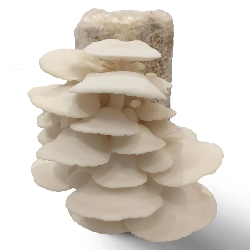 Organic Oyster Mushroom grow kit anti aging bottom price mushroom seeds Mushroom Growing Kit
