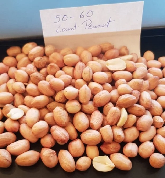 BEST FACTORY PRICE JAVA PEANUT 50 60 COUNT SUPPLIER BULK EXPORTER SELECTED QUALITY SORTEX CLEAN LOW MOISTURE