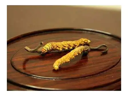 Superior Quality Cordyceps Sinensis Powder Of Capsules By Cordyceps Sinensis Extract