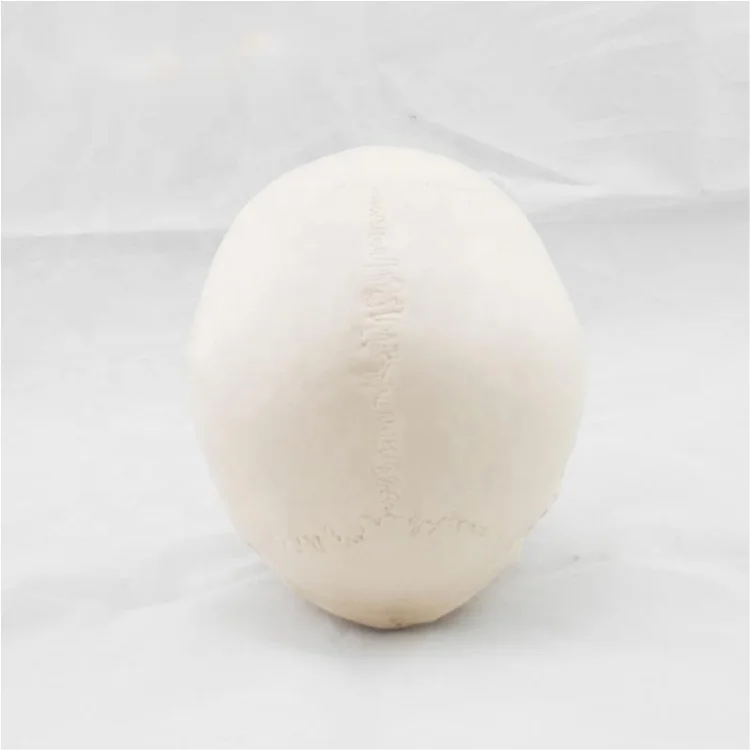 TZ Education Medical Science Medical Anatomical Life-Size Human Skull Model skull 3d model
