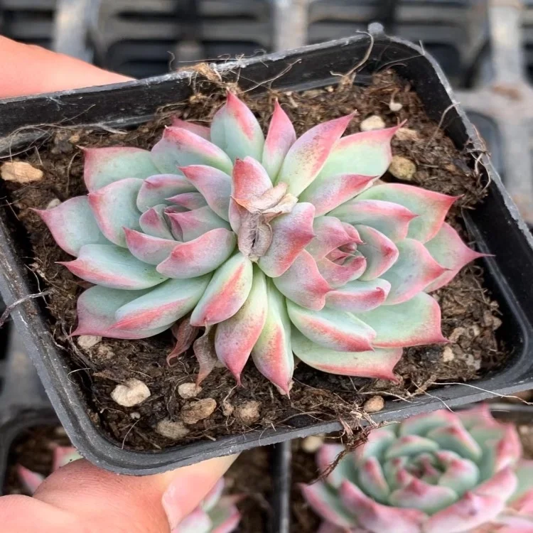 JH052-1 Echeveria chihuahuaensis 7 см кабулк красный цвет, Моран суккуленты древесные растения комнатное растение декоративные растения Цветочный бонсай